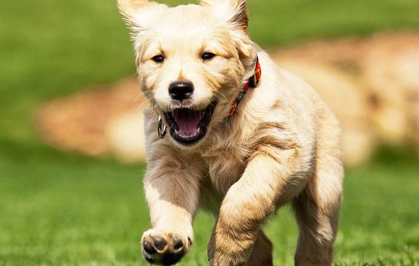Chien