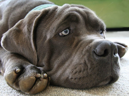 Chien triste