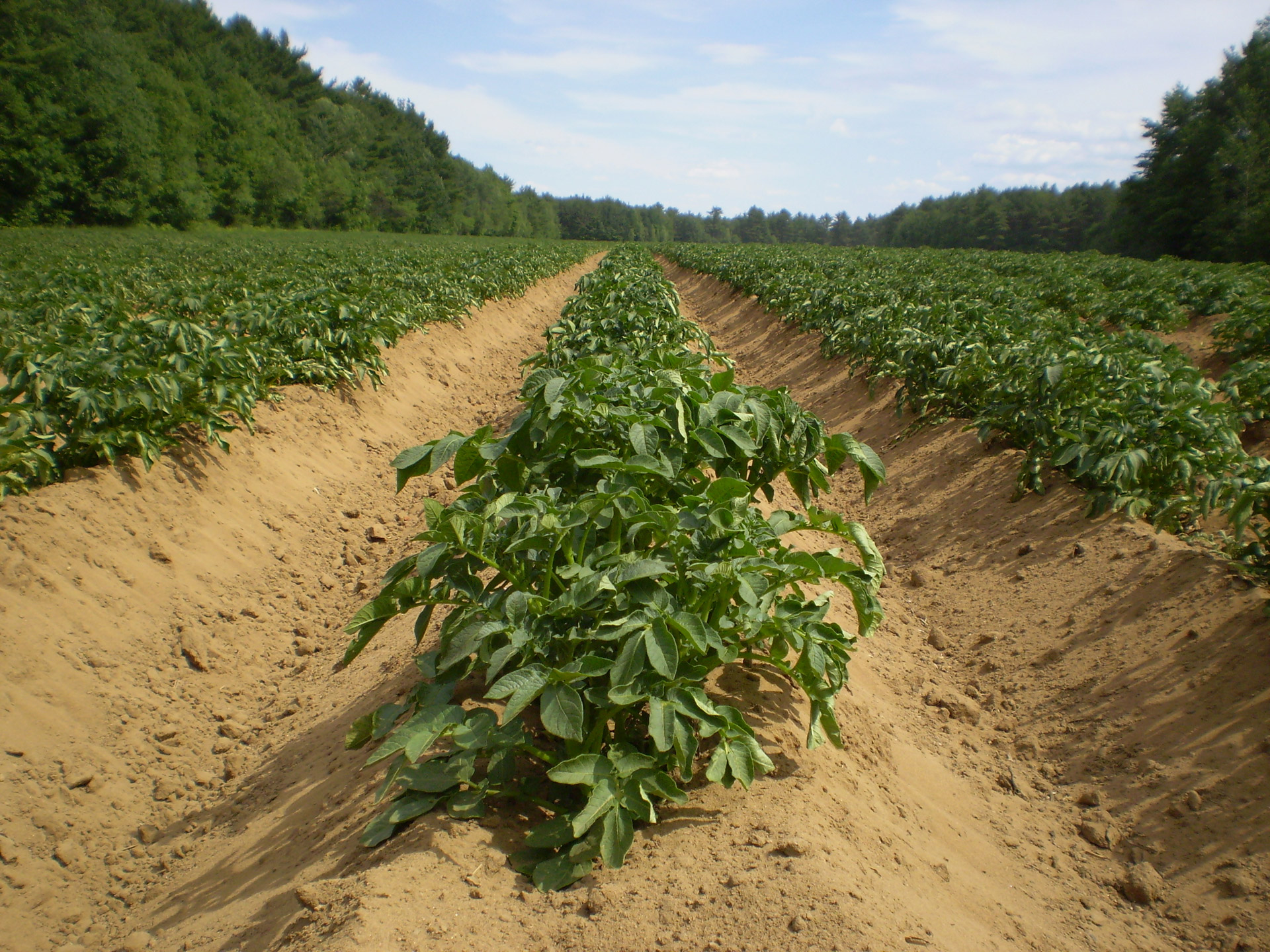 potato-fields-1341509373eJW