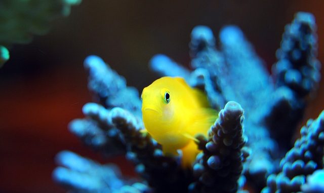 fish-2637017_640