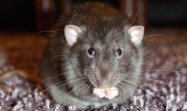 rat-1208429_640