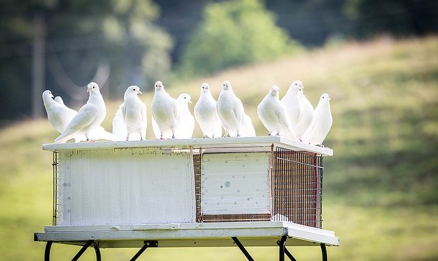 white-doves-1524488_640