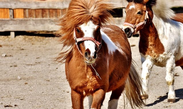horses-2203446_640